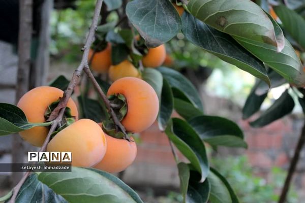 برنامه‌های هفته بسیج دانش‌آموزی در دبیرستان شاهد گلوگاه