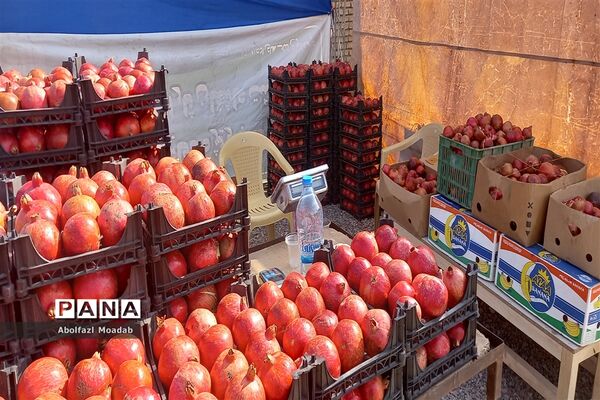 افتتاحیه جشنواره انار آونگی کاشمر