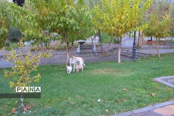 هوای بارانی  پاییز در پردیس