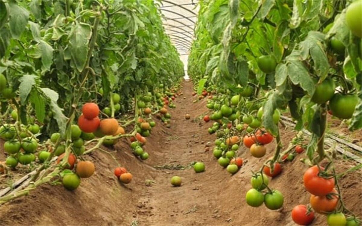سرمایه‌گذاری۴۱ میلیارد تومانی بخش خصوصی در خاش برای توسعه گلخانه‌ها