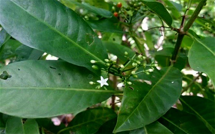 برگ این درخت از ایبوپروفن موثرتر است