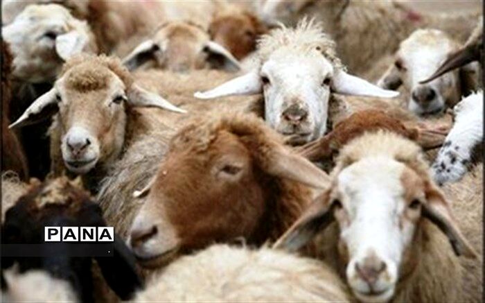 توزیع 53 هزار تُن تامین نهاده‌های دامی بین دامداران عشایر فارس