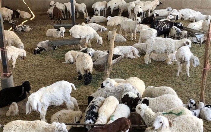 ظرفیت تولید سالیانه 2 هزار و 500 تن گوشت قرمز در خاش