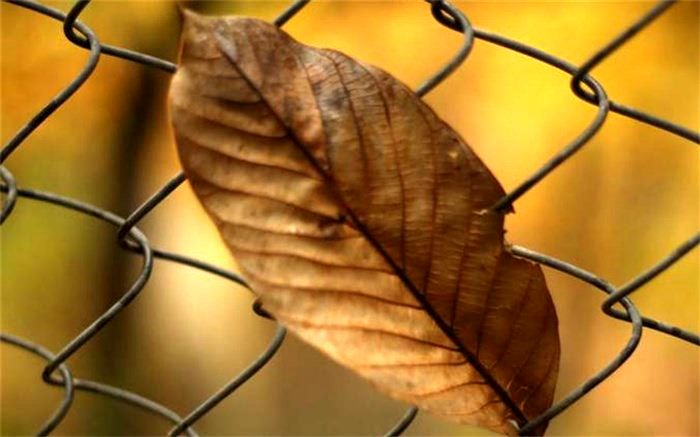 اهمیت دانستن هنر عکاسی برای خبرنگاران پانا