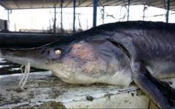 ارزش های غذایی اوزون برون