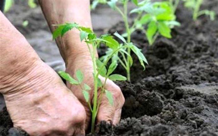 عملیات نهال‌کاری حاشیه جاده‌ها آغاز می‌شود