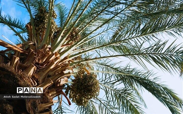 گمرک صادرات نخل به قطر را تایید کرد