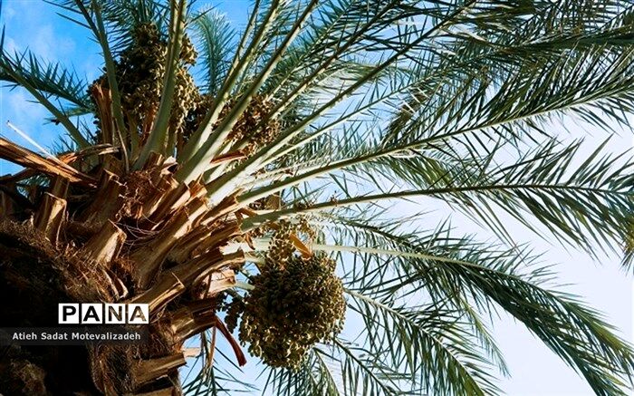 ماجرای خروج 570 اصله نخل از کشور چه بود؟