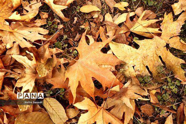 آخرین روزهای پاییز درکاخ سعدآباد