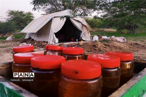 طبیعت زیبا و پرورش زنبور عسل در روستای حبابه شهرستان امیدیه