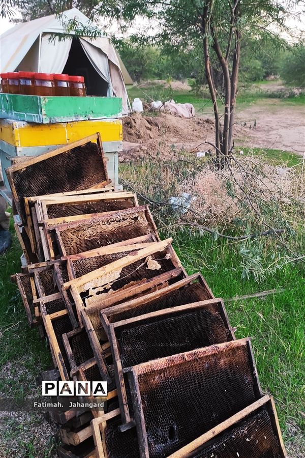 طبیعت زیبا و پرورش زنبور عسل در روستای حبابه شهرستان امیدیه