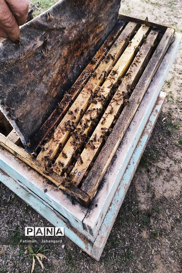 طبیعت زیبا و پرورش زنبور عسل در روستای حبابه شهرستان امیدیه