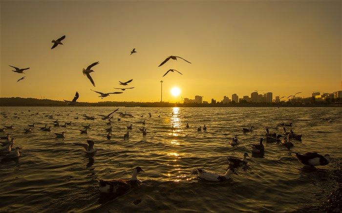 شناسایی 114 گونه پرنده مهاجر در دریاچه شهدای خلیج فارس تهران