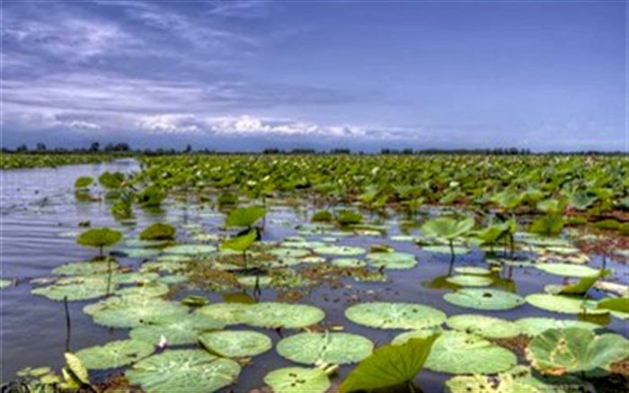 تالاب انزلی به اسم سازمان جنگل‌ها سند خورد