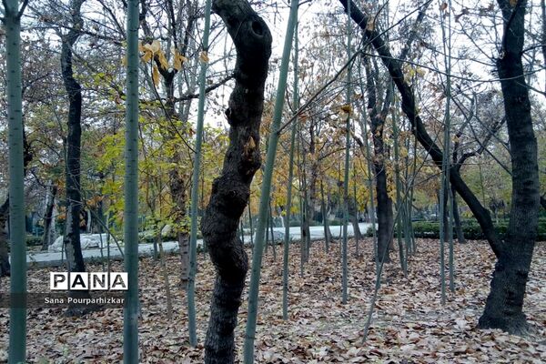 آخرین روزهای پاییز در تهران
