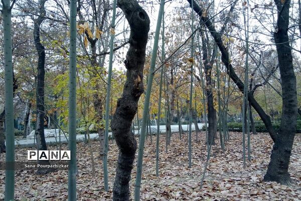 آخرین روزهای پاییز در تهران