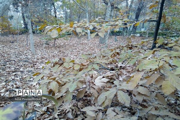 آخرین روزهای پاییز در تهران