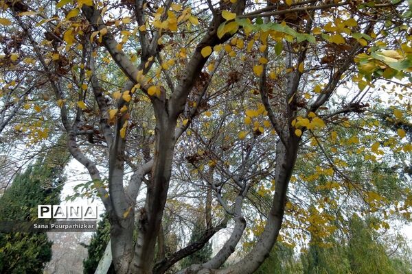 آخرین روزهای پاییز در تهران