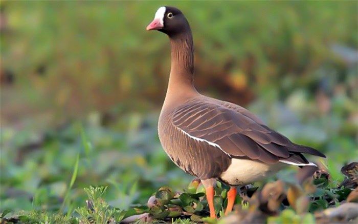 آذربایجان‌غربی؛ زیستگاه زمستانی غاز پیشانی سفید کوچک در دنیا