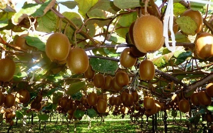 چرا کیوی‌های ایران از هند برگشت خوردند