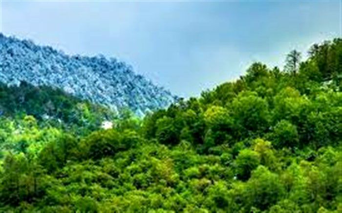 کمبود 40 درصدی نیروی انسانی در سازمان جنگل‌ها