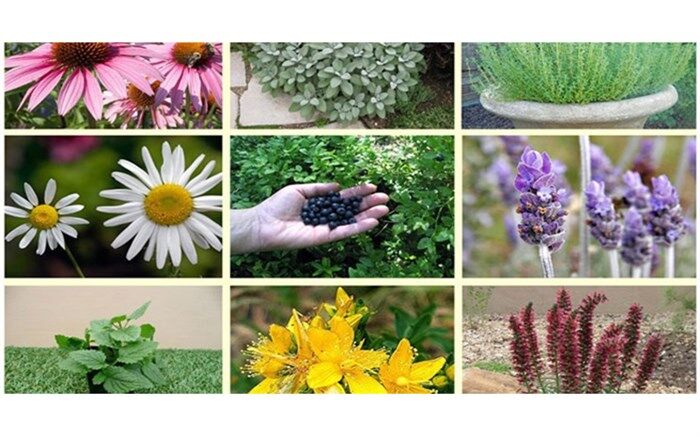 گیاهان دارویی چه خطراتی دارند؟
