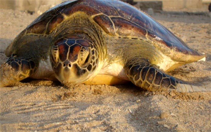  لاک‌پشت‌های دریایی در چابهار صاحب دبیرخانه مستقل شدند