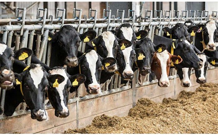 صادرات دام سنگین آزاد شد