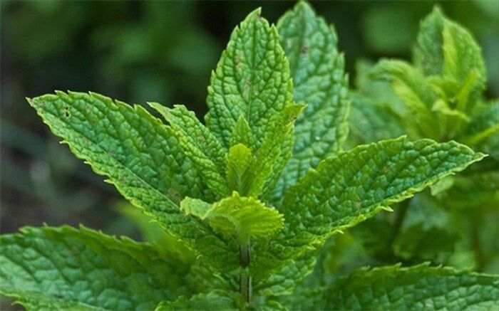 فرمول ساده خانگی برای گلودرد