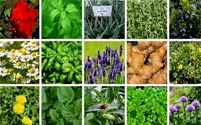 برگزاری دوره آموزشی و ترویجی کشت گیاهان دارویی در نیشابور