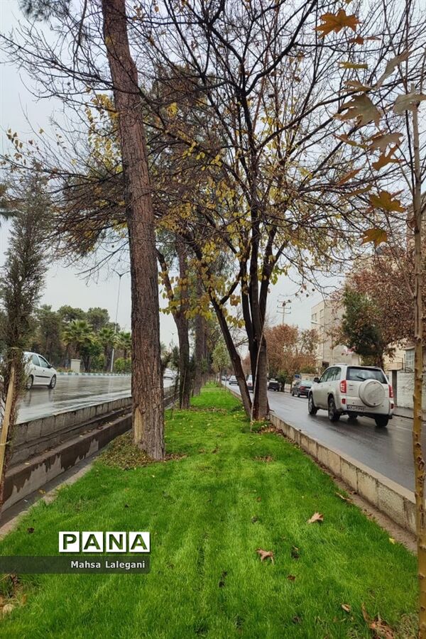 طراوت زمستانی شیراز پس از بارش نخستین باران فصلی