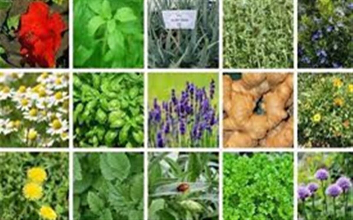 سهم 0/2 درصدی ایران از بازار گیاهان دارویی جهان