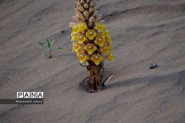 ابوغویر تنها کویر رملی ایلام