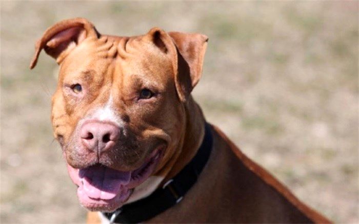 واکنش دادستانی مشهد به کشته‌شدن کودک ۴ ساله در اثر حمله چند سگ چه بود؟