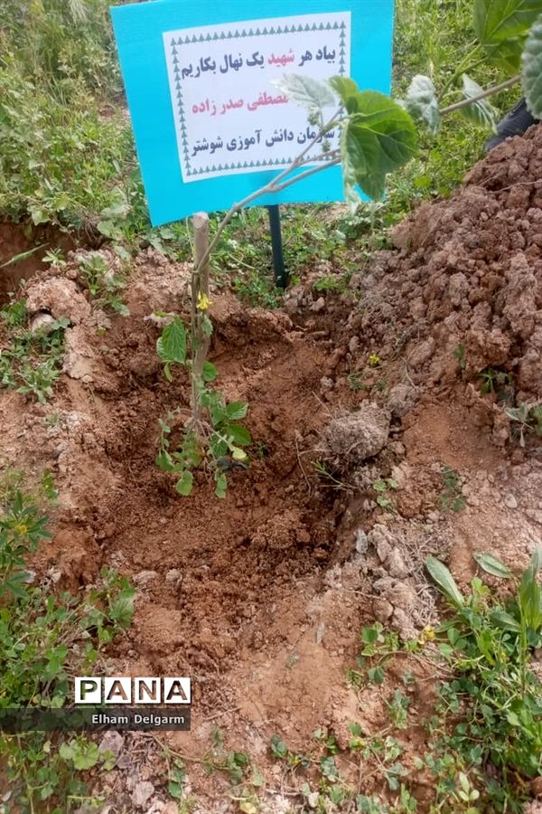 آیین درختکاری در مدارس شوشتر