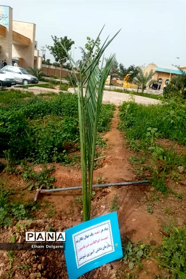 آیین درختکاری در مدارس شوشتر