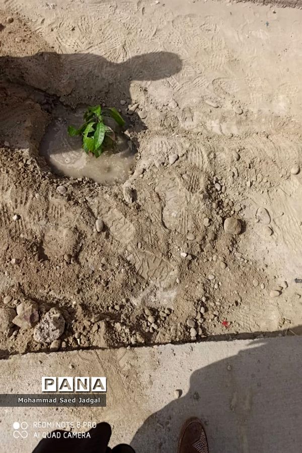 نکوداشت روز درختکاری در منطقه پلان