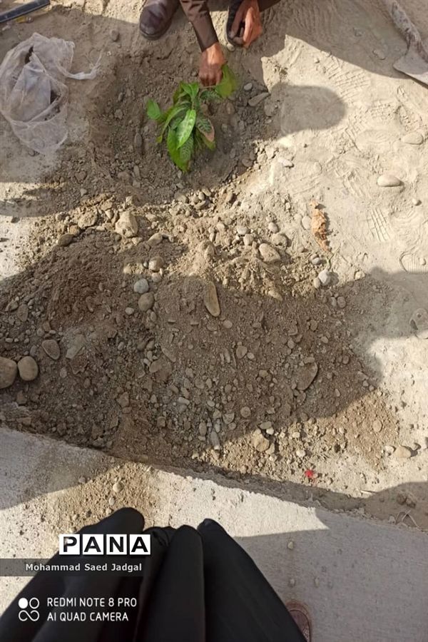 نکوداشت روز درختکاری در منطقه پلان