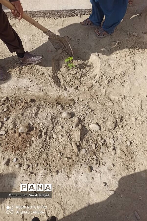نکوداشت روز درختکاری در منطقه پلان