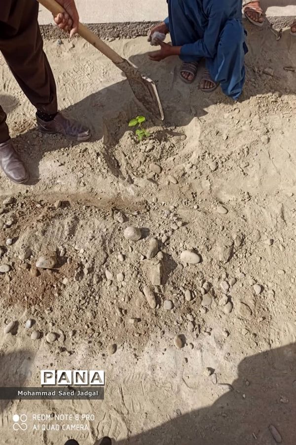 نکوداشت روز درختکاری در منطقه پلان