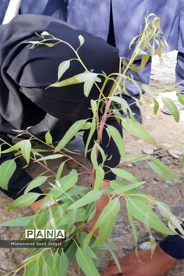 نکوداشت روز درختکاری در منطقه پلان