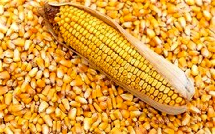 آلودگی ذرت‌‌های وارداتی ارتباطی به انبارهای بندر امام (ره) ندارد