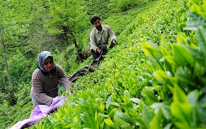 ابلاغ مصوبه اصلاح قیمت خرید تضمینی برگ سبز چای