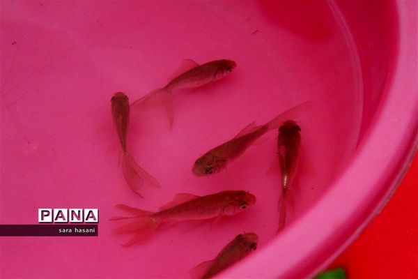 حال و هوای عید نوروز در مدارس گلوگاه