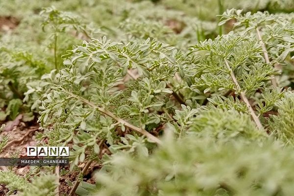 شکوفه‌های بهاری سال نو در شهرستان پردیس