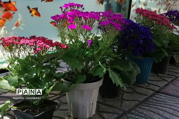 شکوفه‌های بهاری سال نو در شهرستان پردیس