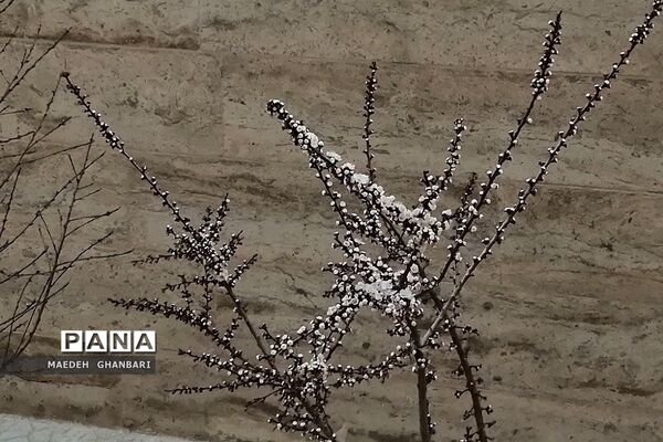 شکوفه‌های بهاری سال نو در شهرستان پردیس