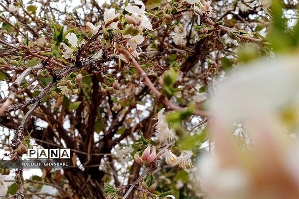 شکوفه‌های بهاری سال نو در شهرستان پردیس