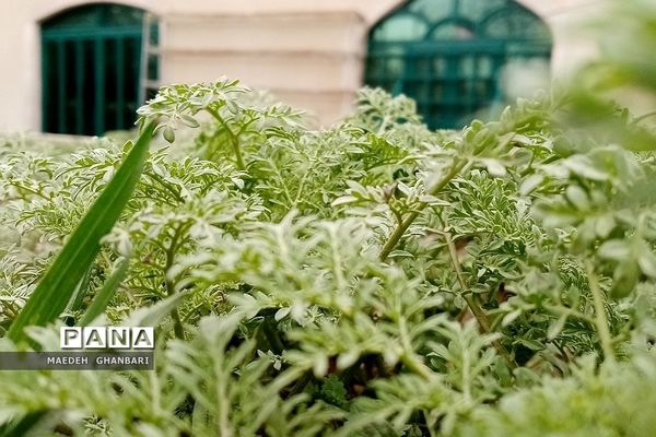 شکوفه‌های بهاری سال نو در شهرستان پردیس