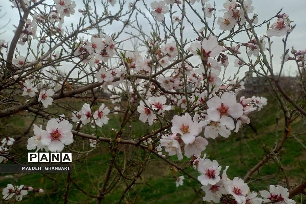 شکوفه‌های بهاری سال نو در شهرستان پردیس